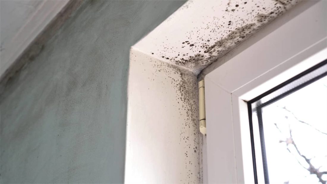 Cómo quitar el moho de las paredes? 5 productos