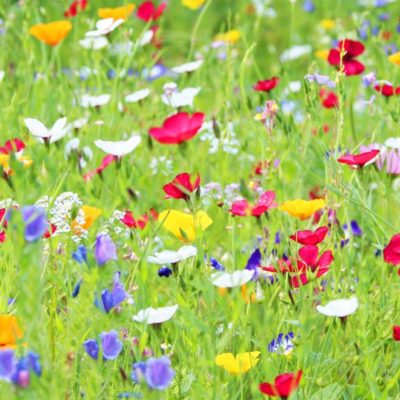 Cómo crear un prado de flores perfecto para tu jardín