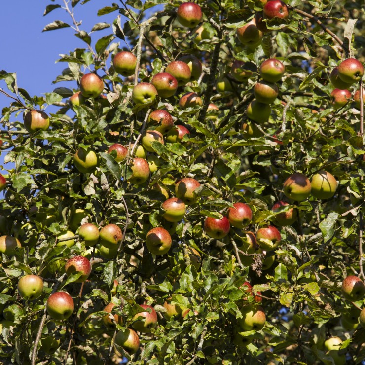 Árboles frutales manzano