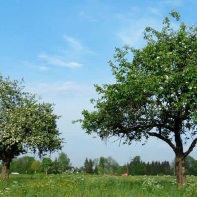 Árboles frutales: ¿cuál es el lugar adecuado para plantarlos?