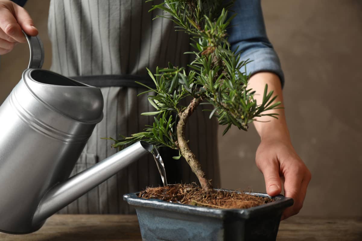 Cómo cuidar los bonsais