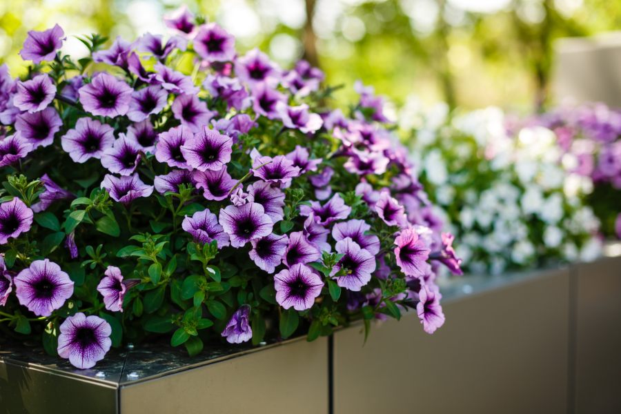 Qué Plantar en tus jardineras de exterior - Descubre 5 Flores Únicas
