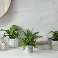 Las mejores plantas para decorar el baño