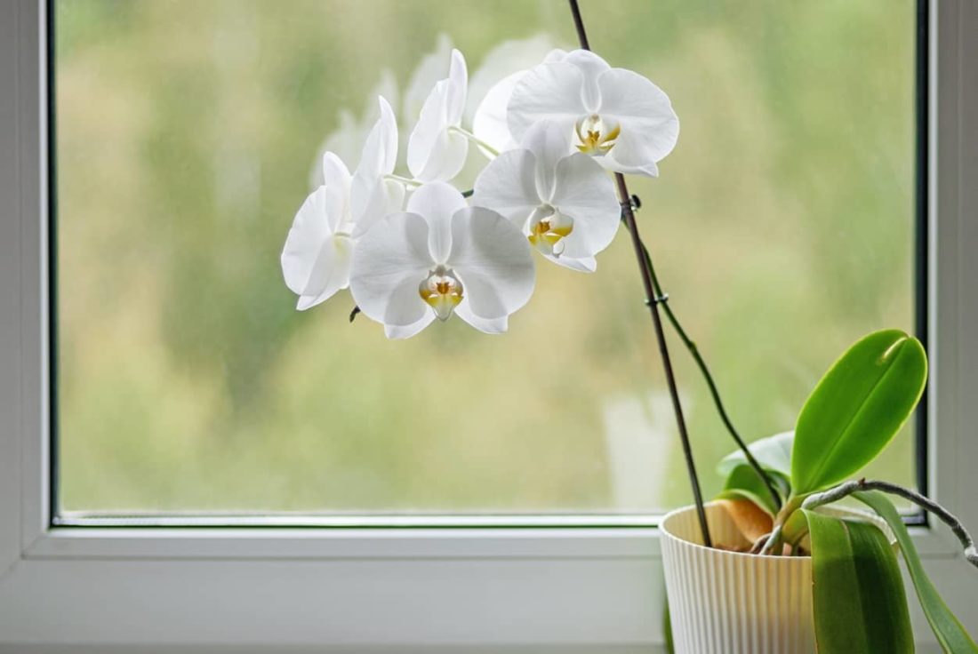 Cuidado de las orquídeas: mantenerlas siempre en flor - Bien hecho