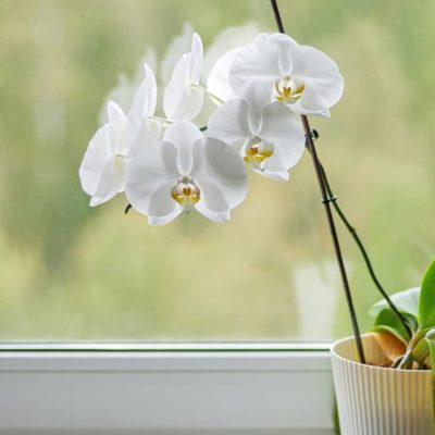 Cuidado de las orquídeas: ¿qué hacer para mantenerlas siempre en flor?