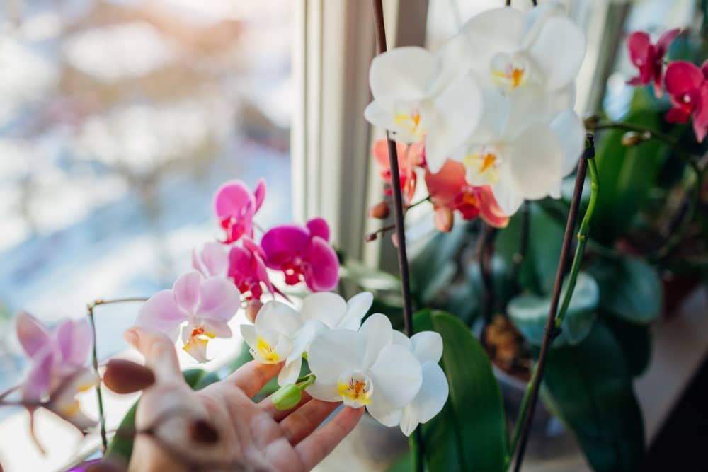 cuidado de las orquídeas ubicación