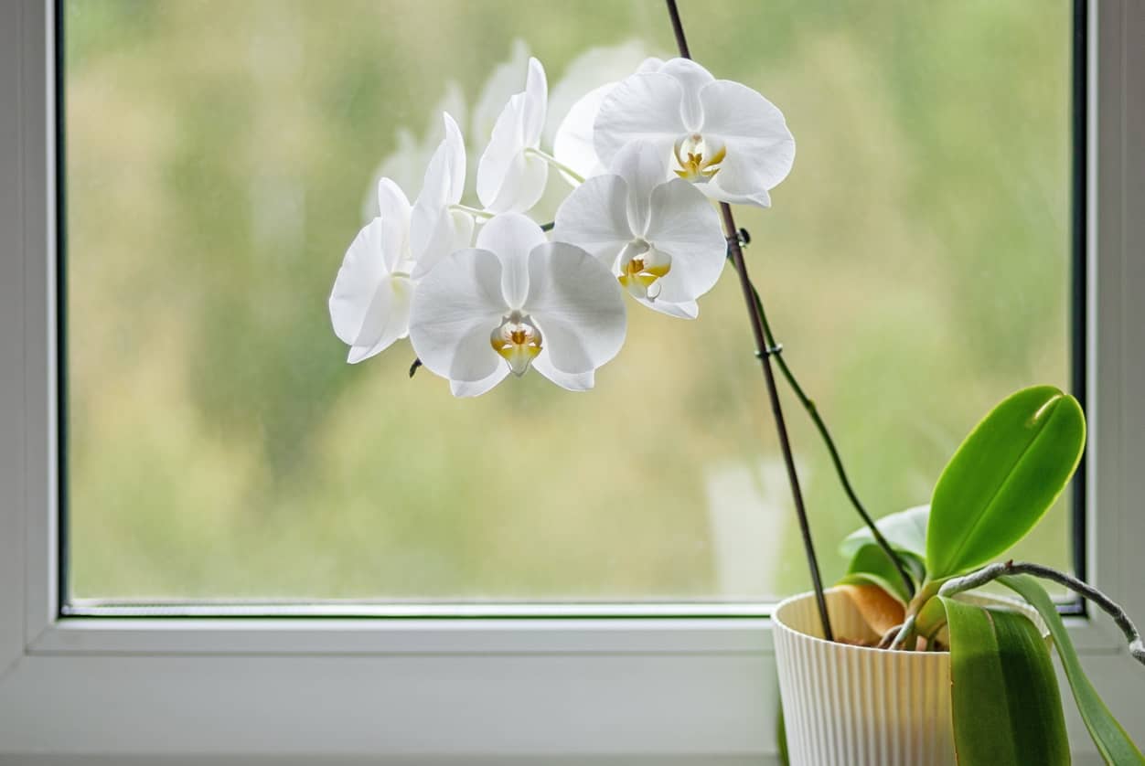 Cuidado de las orquídeas