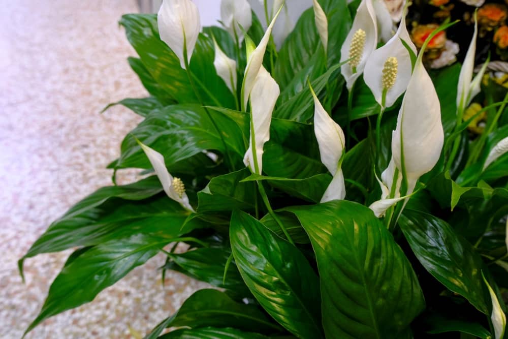 plantas de interior con flor spatifilium