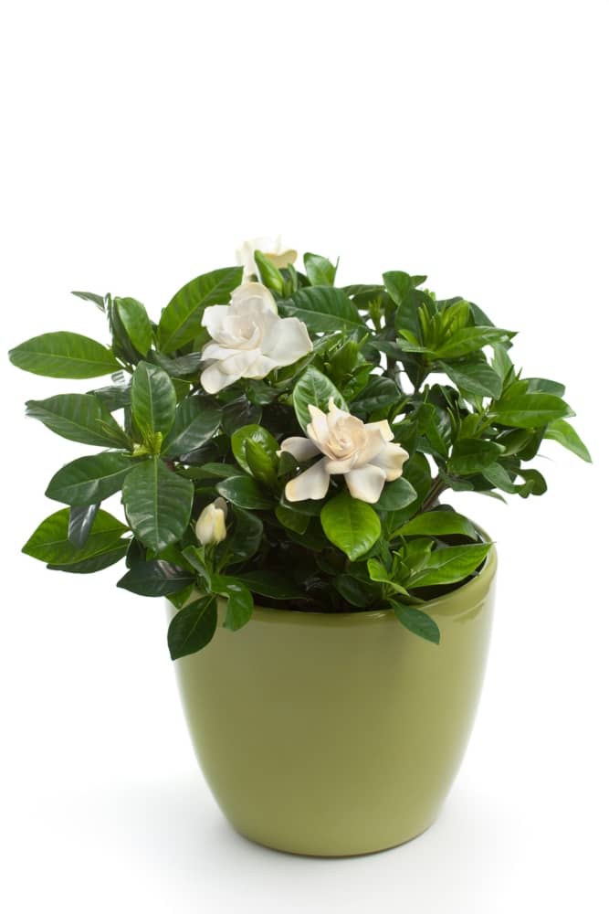 plantas de interior con flor gardenia