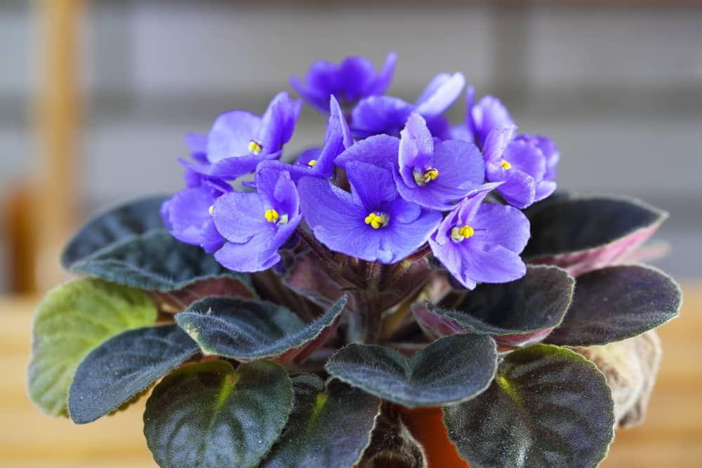 plantas de interior con flor violeta