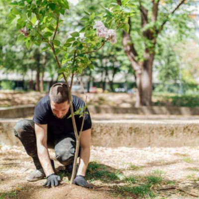 Árboles de jardín: cómo escoger los más adecuados para tu casa